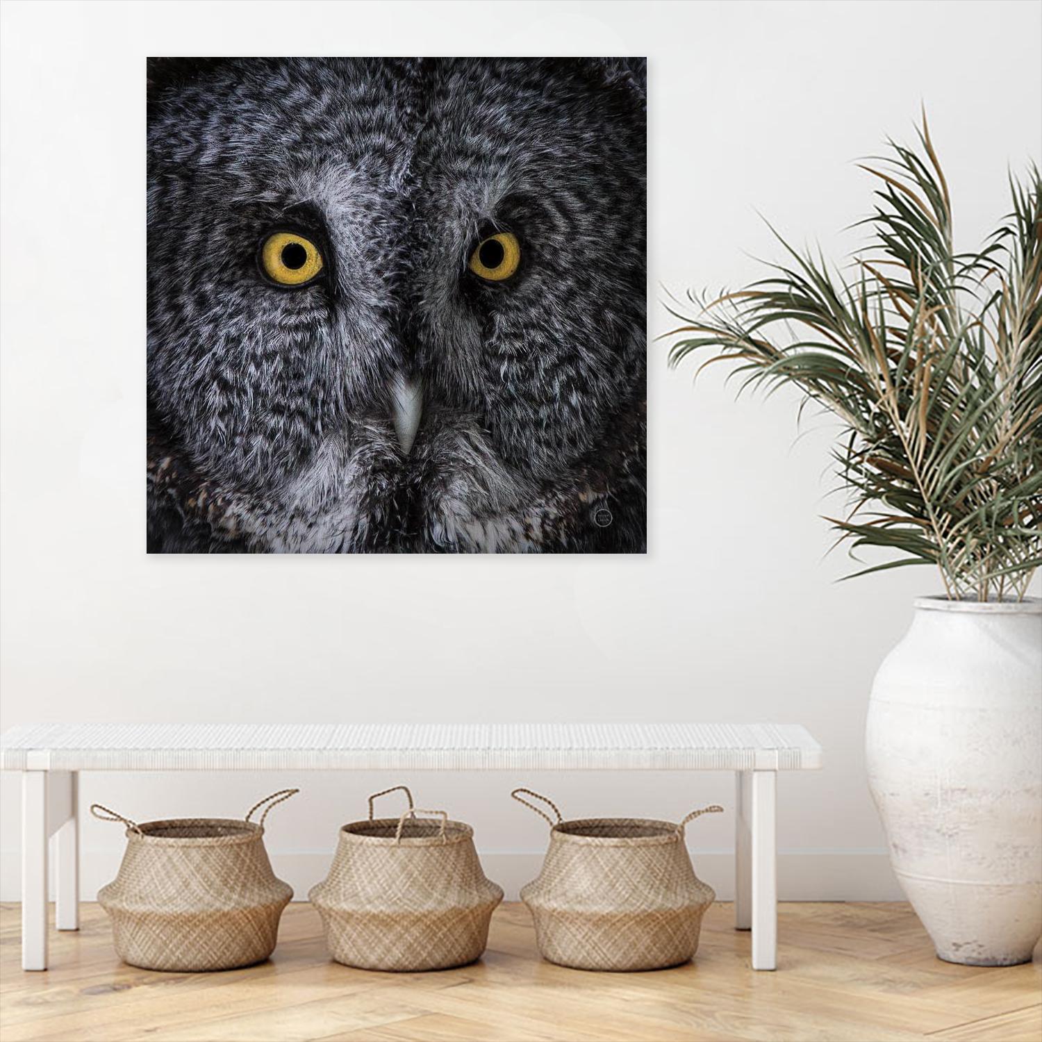 Great Grey Owl by Nathan Larson on GIANT ART - white animals close up