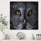 Great Grey Owl by Nathan Larson on GIANT ART - animals animals
