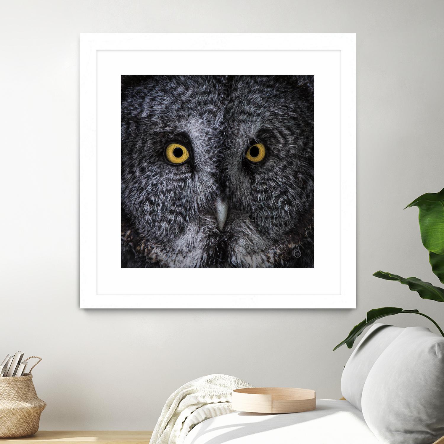 Great Grey Owl by Nathan Larson on GIANT ART - animals animals
