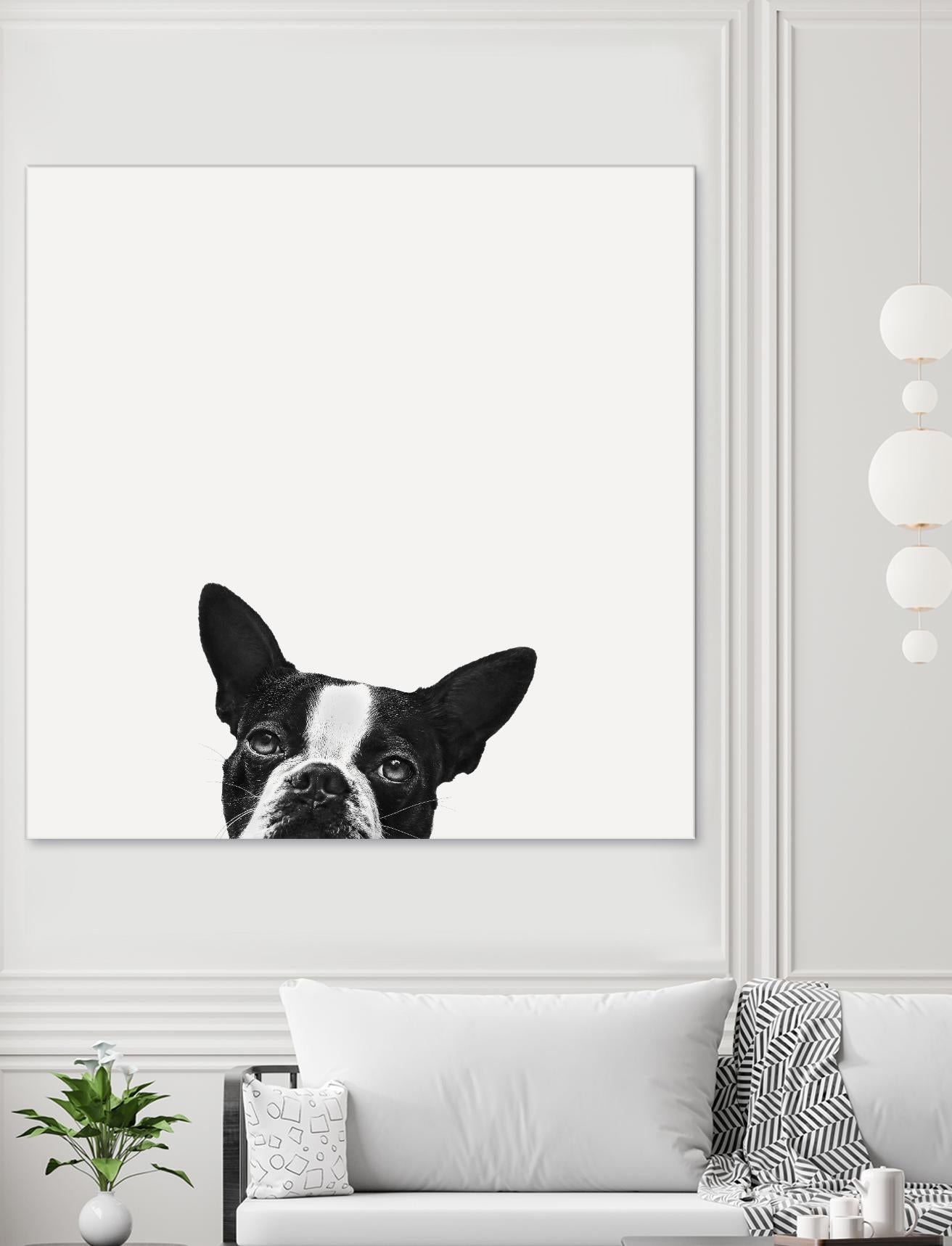 Loyalty by Jon Bertelli on GIANT ART - black,white photography, animals, dogs, humor