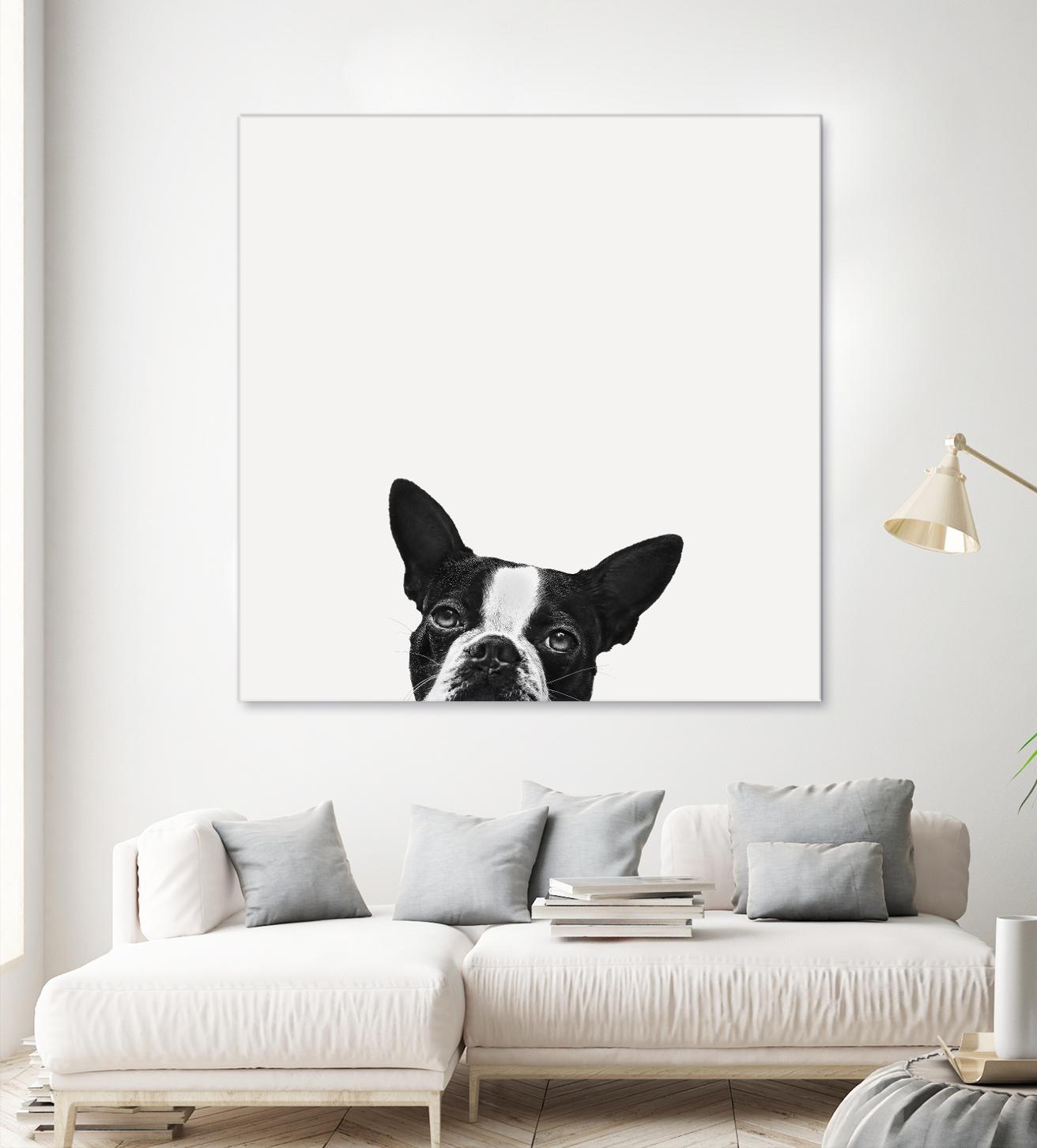 Loyalty by Jon Bertelli on GIANT ART - black,white photography, animals, dogs, humor