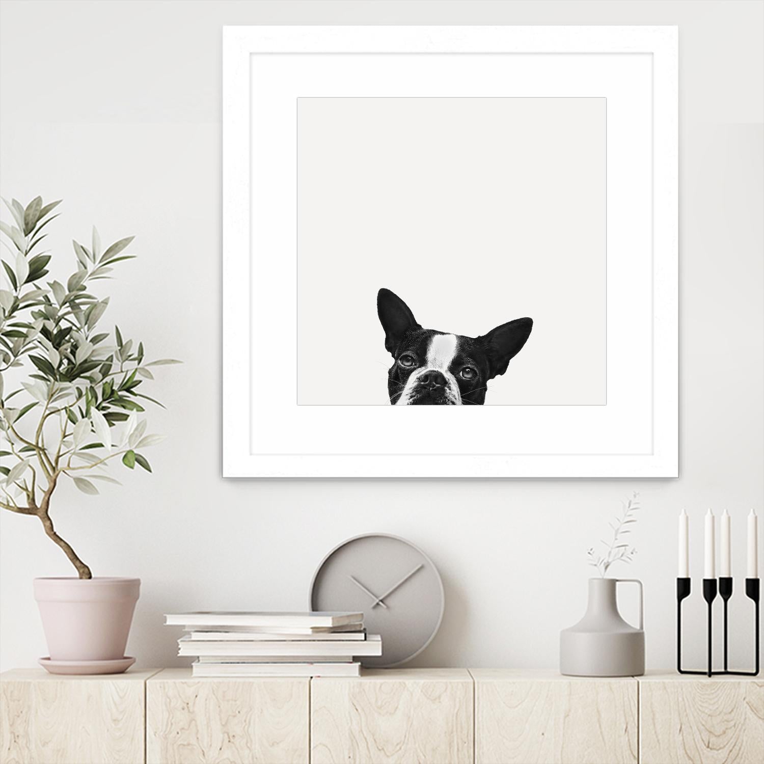 Loyalty by Jon Bertelli on GIANT ART - black,white photography, animals, dogs, humor