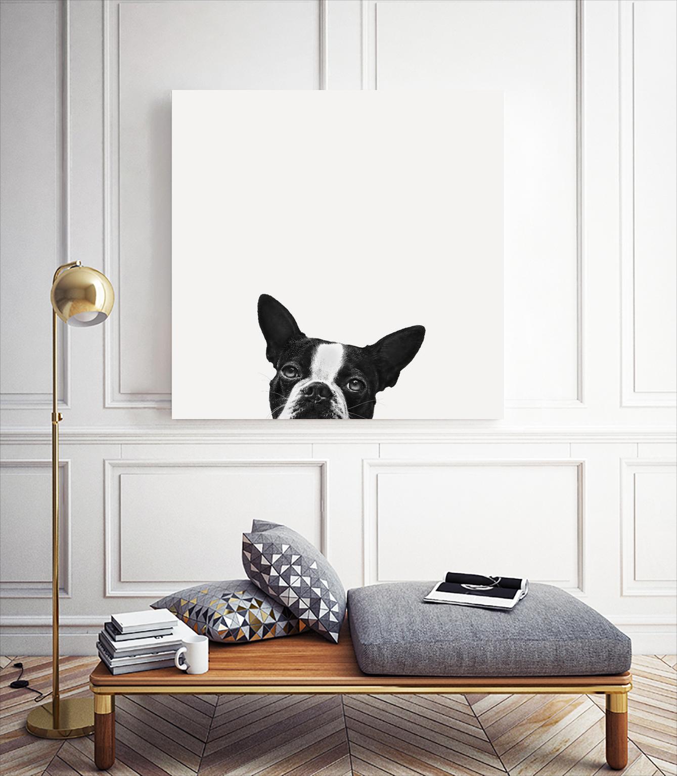 Loyalty by Jon Bertelli on GIANT ART - black,white photography, animals, dogs, humor