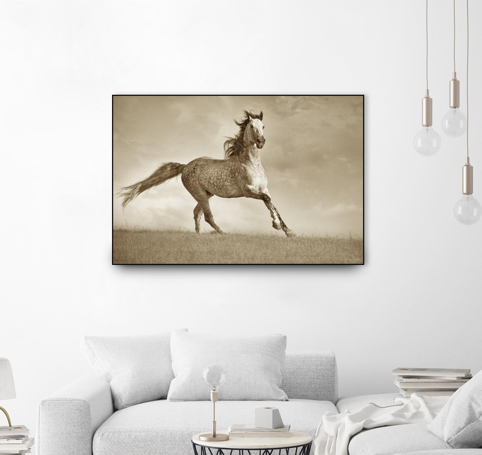 Like the Wind by Lisa Dearing on GIANT ART - multicolor photography; animals