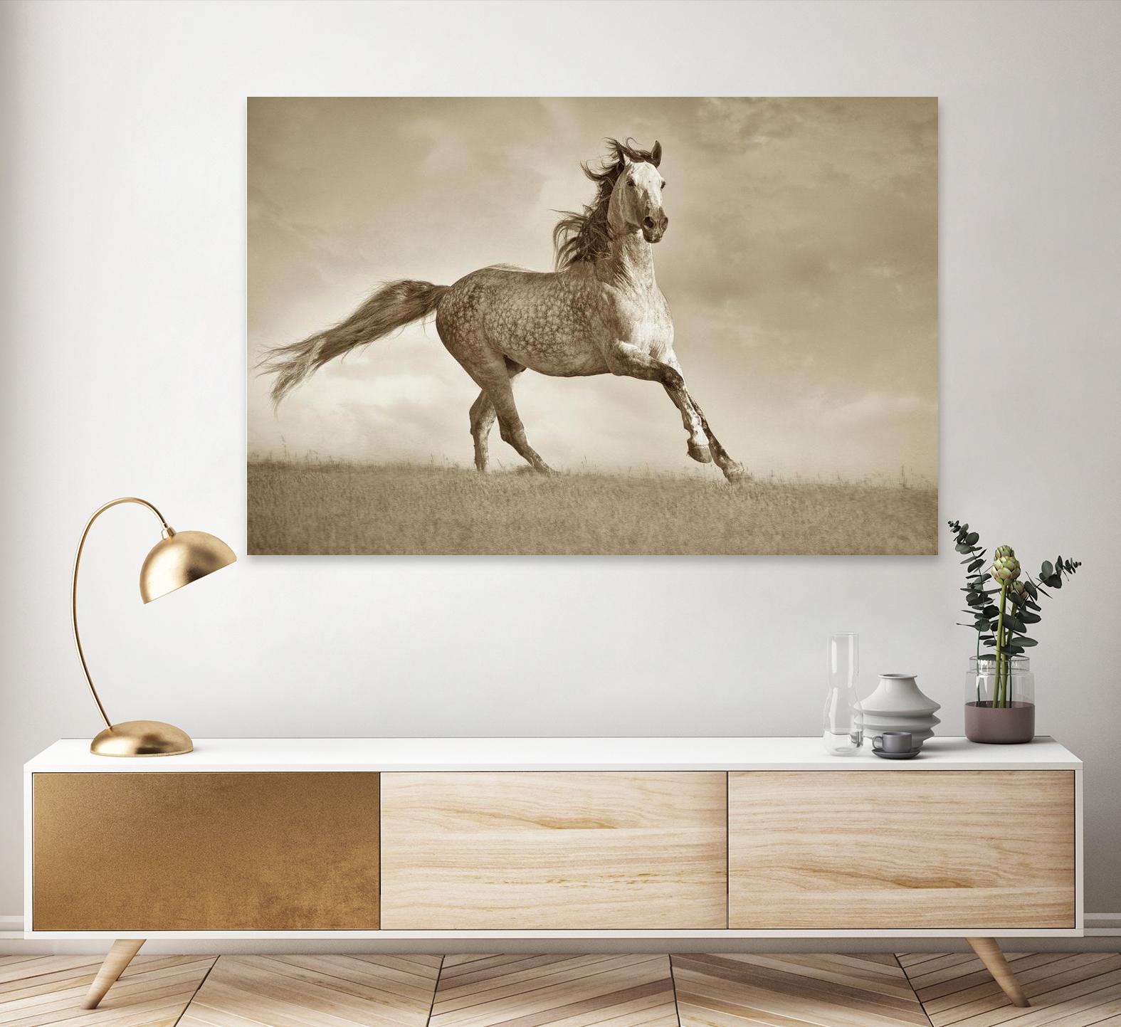 Like the Wind by Lisa Dearing on GIANT ART - multicolor photography; animals