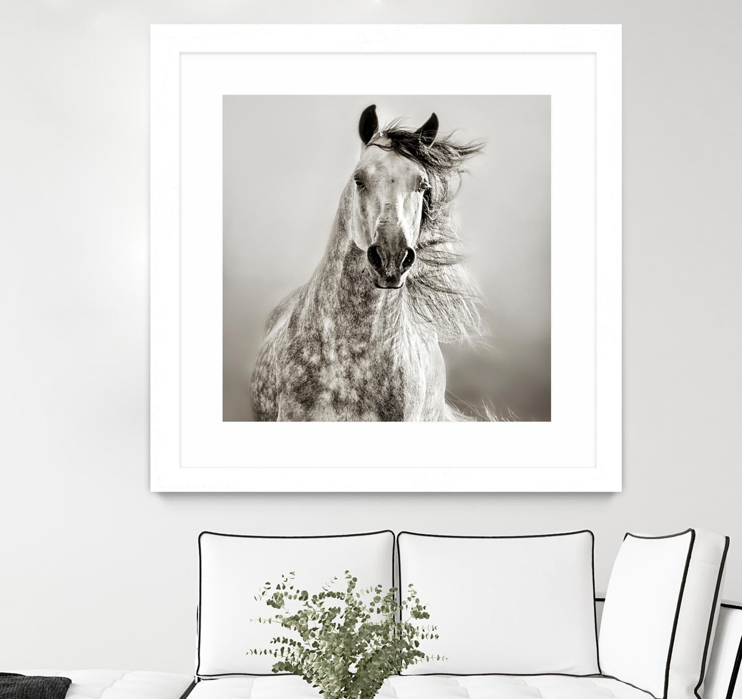 Caballo de Andaluz by Lisa Dearing on GIANT ART - grey animals