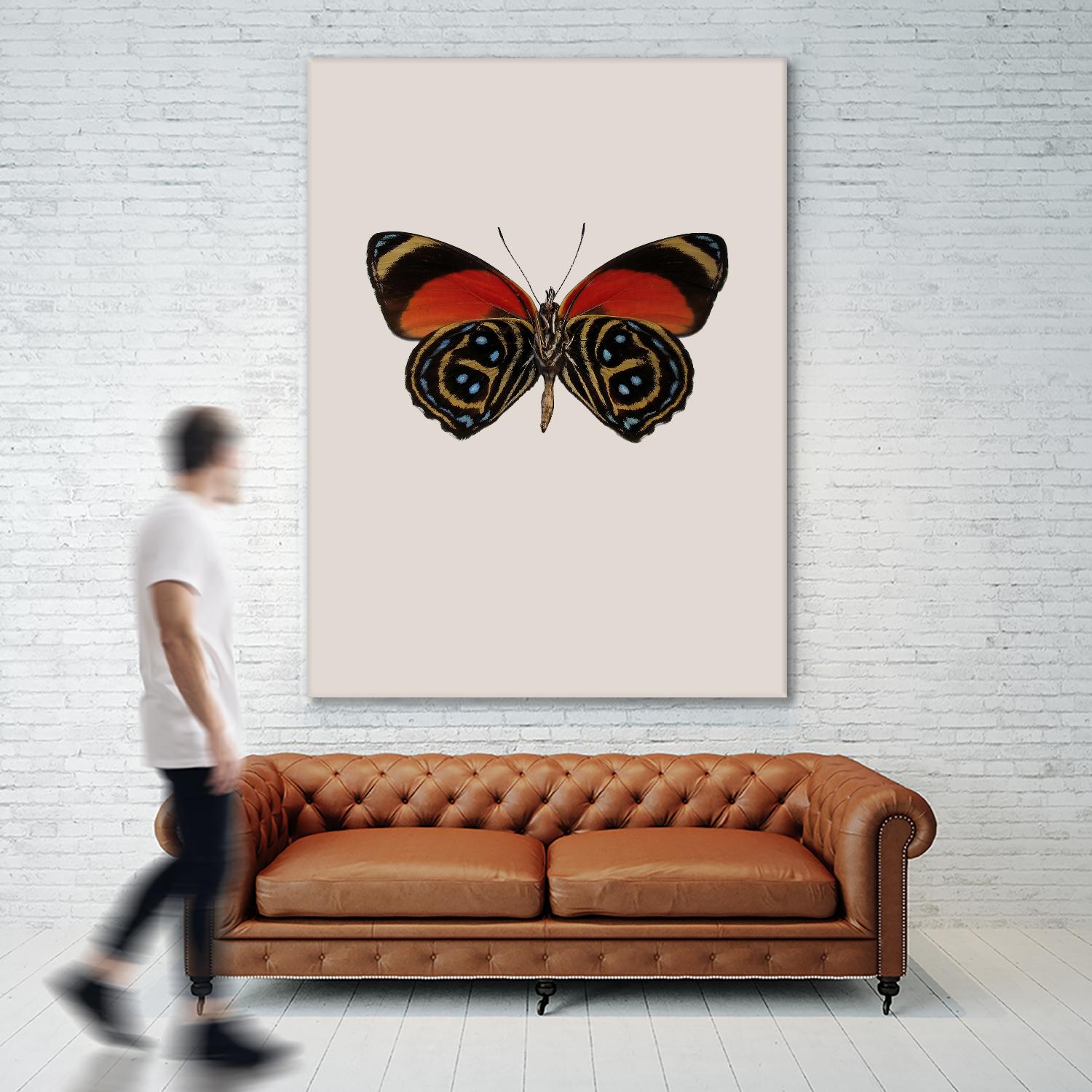 Agrias amydon by Incado on GIANT ART - multicolor animals; floral/still life