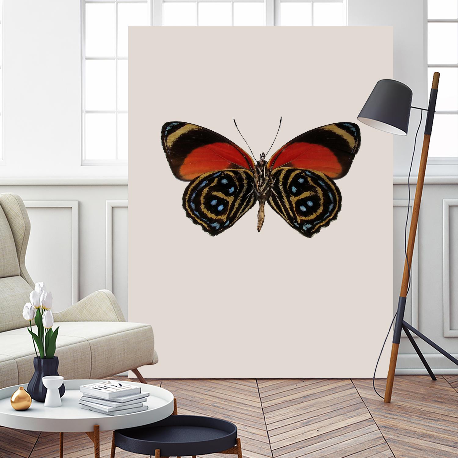 Agrias amydon by Incado on GIANT ART - multicolor animals; floral/still life