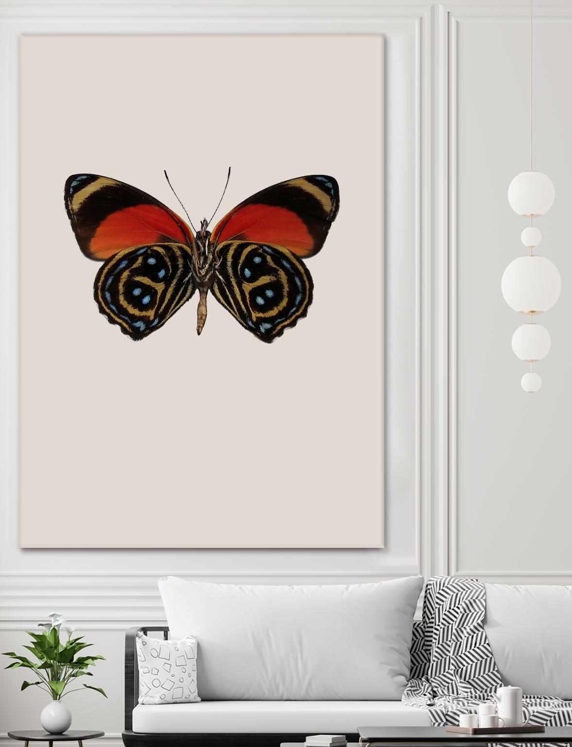 Agrias amydon by Incado on GIANT ART - multicolor animals; floral/still life