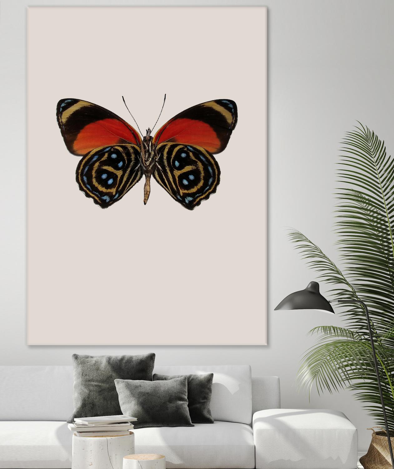 Agrias amydon by Incado on GIANT ART - multicolor animals; floral/still life