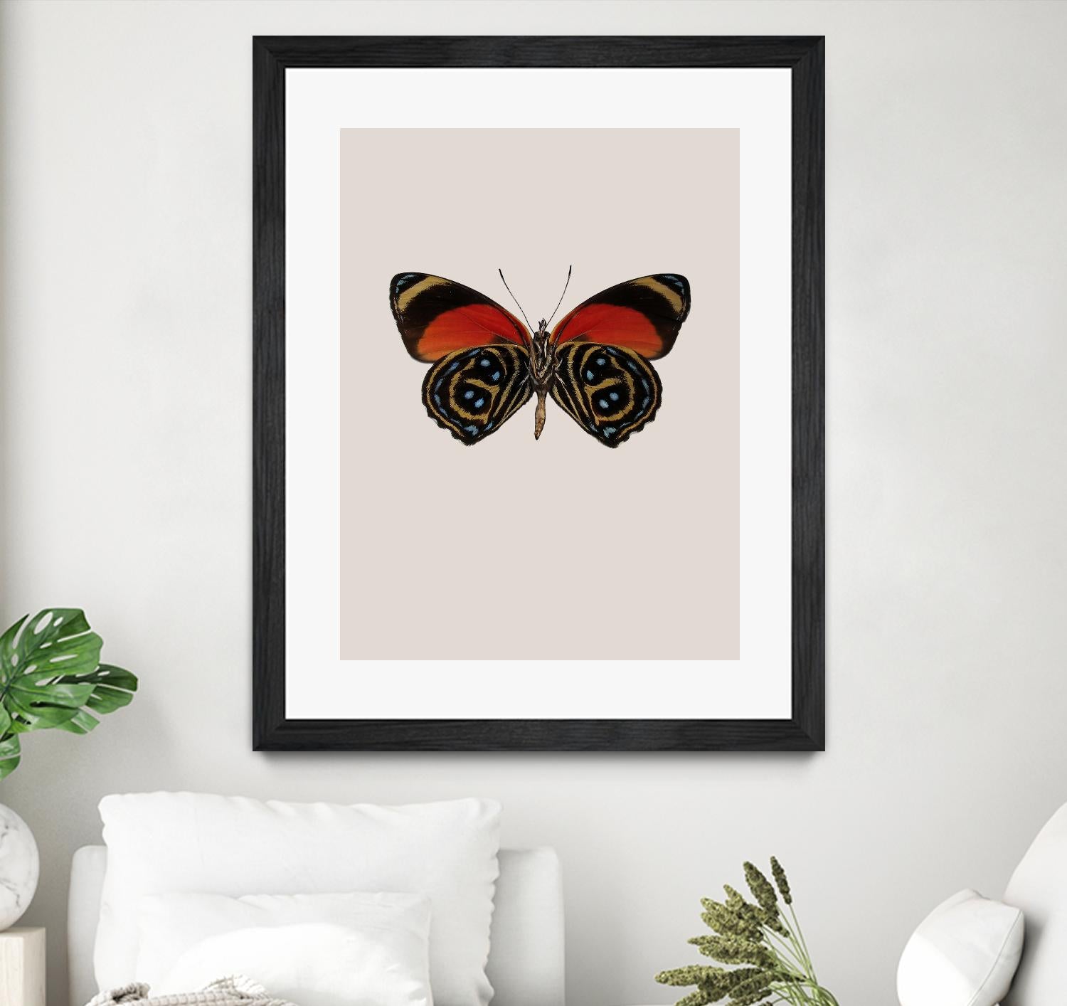 Agrias amydon by Incado on GIANT ART - multicolor animals; floral/still life