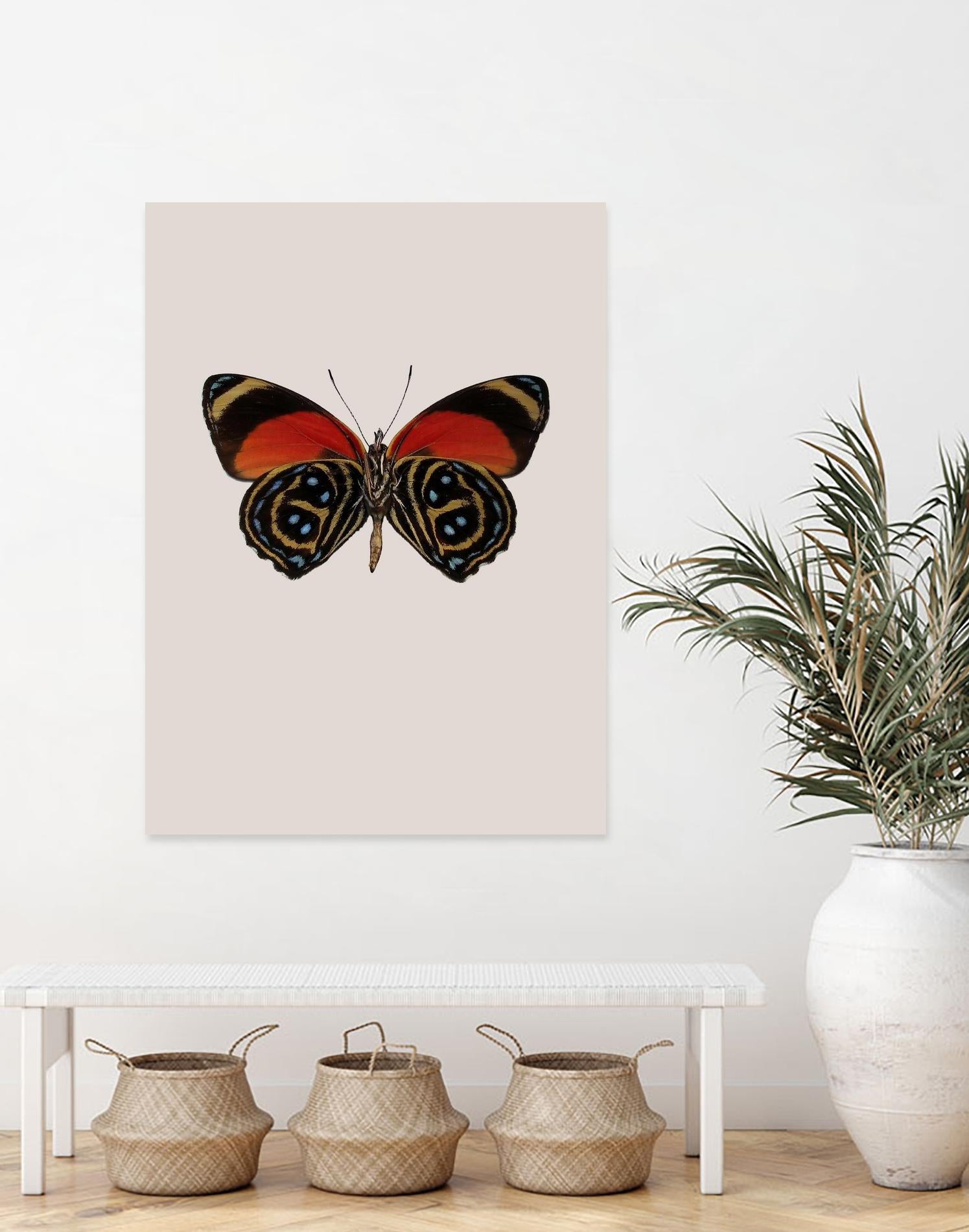 Agrias amydon by Incado on GIANT ART - multicolor animals; floral/still life