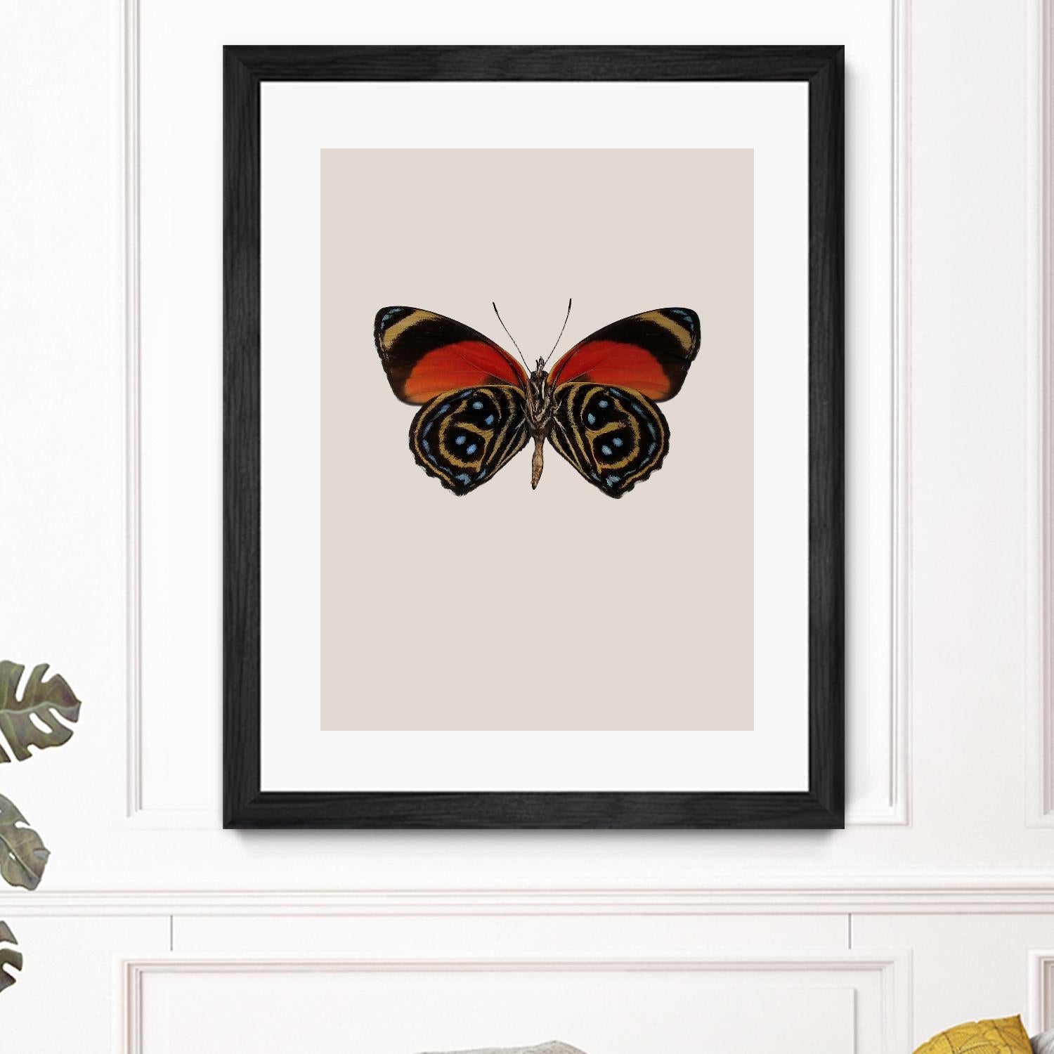 Agrias amydon by Incado on GIANT ART - multicolor animals; floral/still life