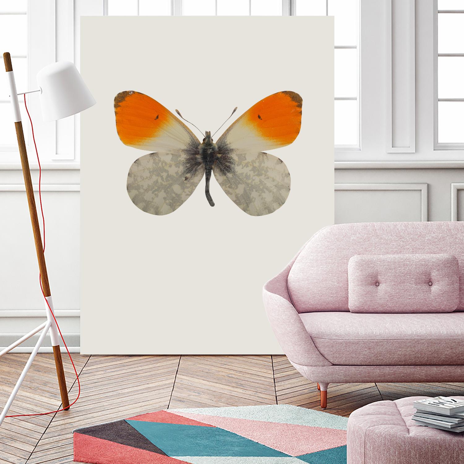 Agrias amydon by Incado on GIANT ART - multicolor animals; floral/still life