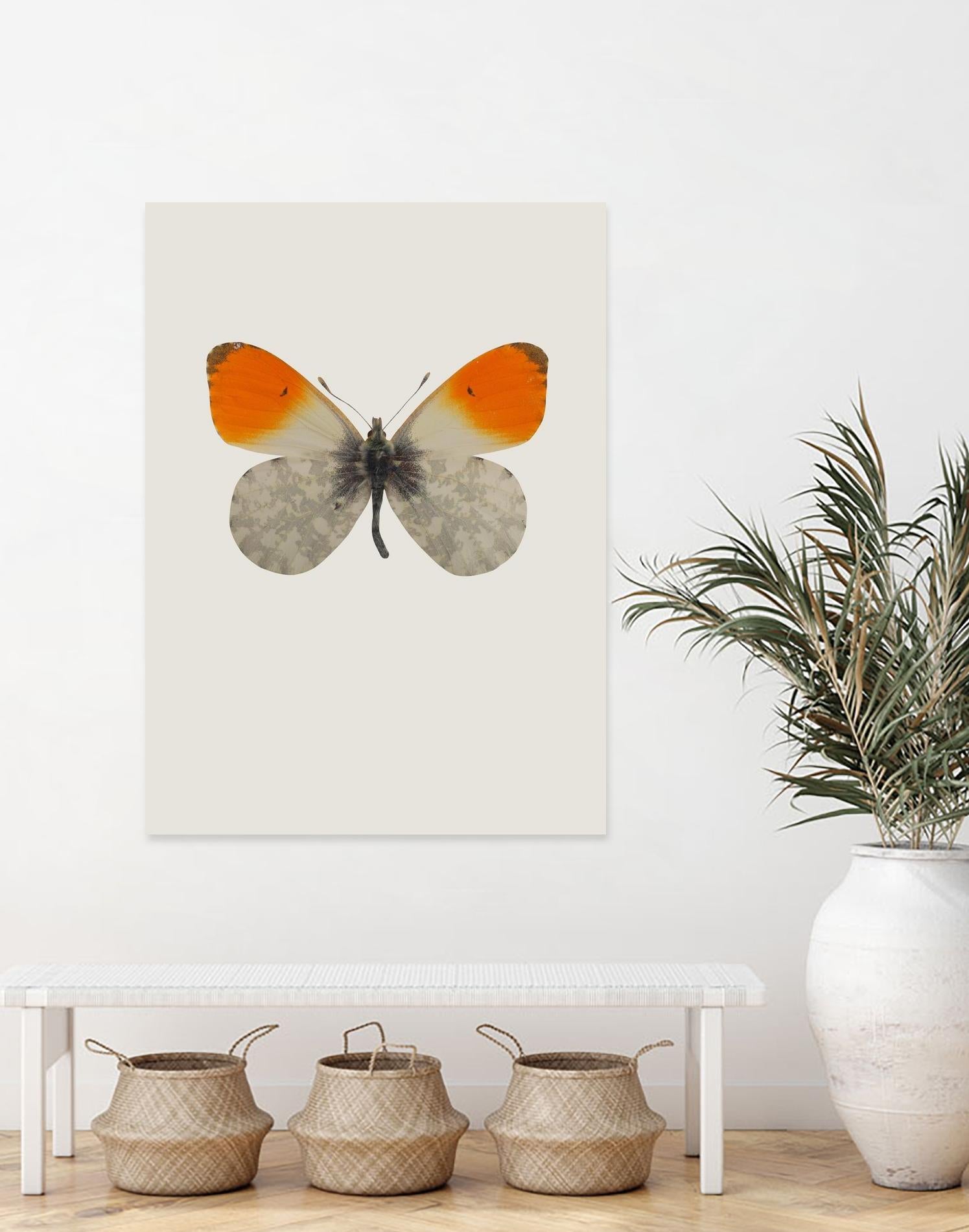 Agrias amydon by Incado on GIANT ART - multicolor animals; floral/still life