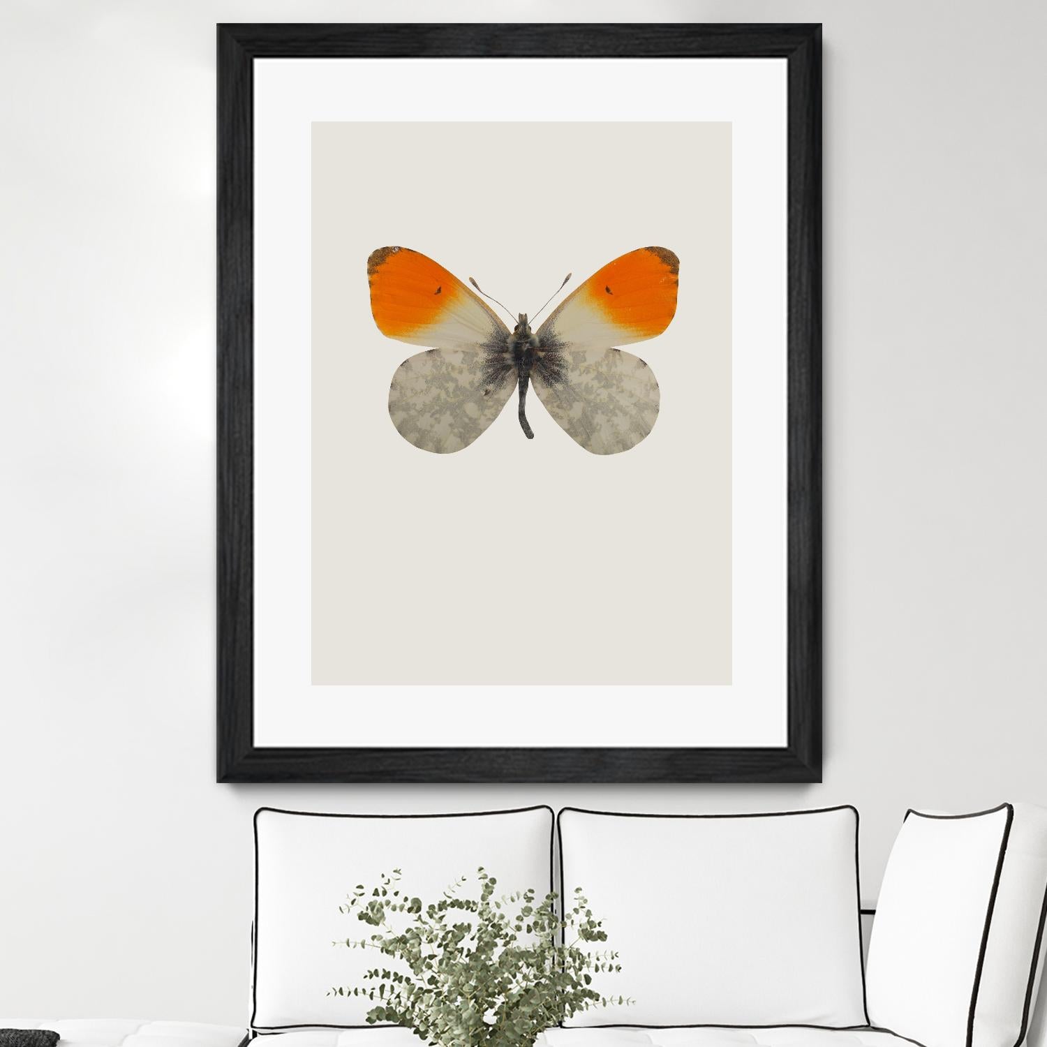 Agrias amydon by Incado on GIANT ART - multicolor animals; floral/still life