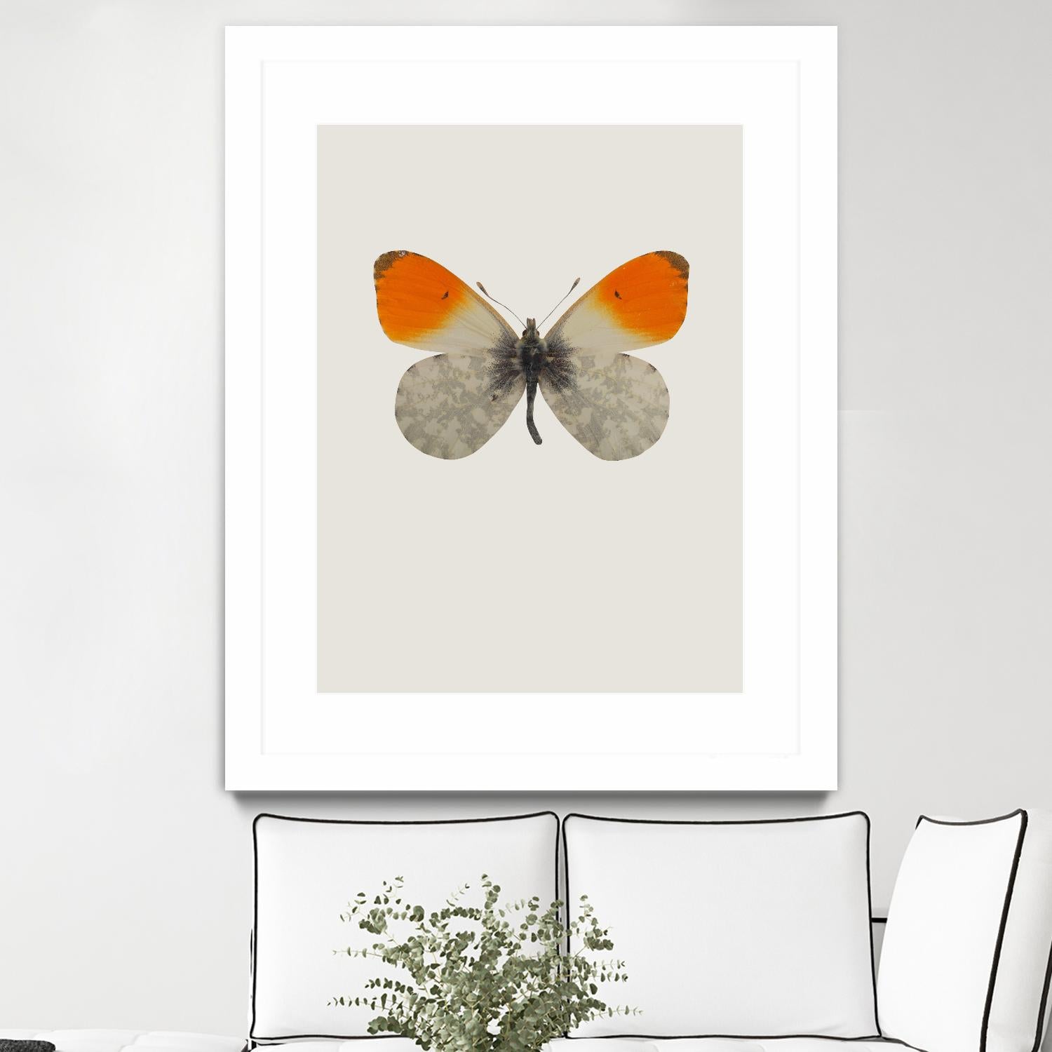 Agrias amydon by Incado on GIANT ART - multicolor animals; floral/still life