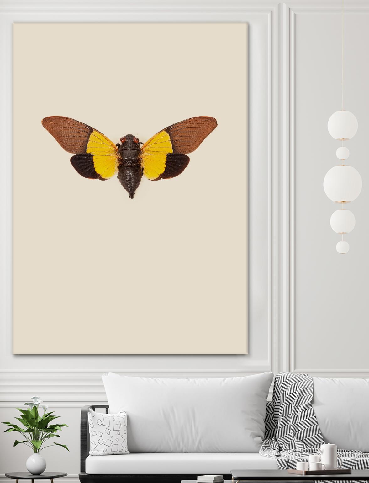 Cicada by Incado on GIANT ART - multicolor animals; floral/still life
