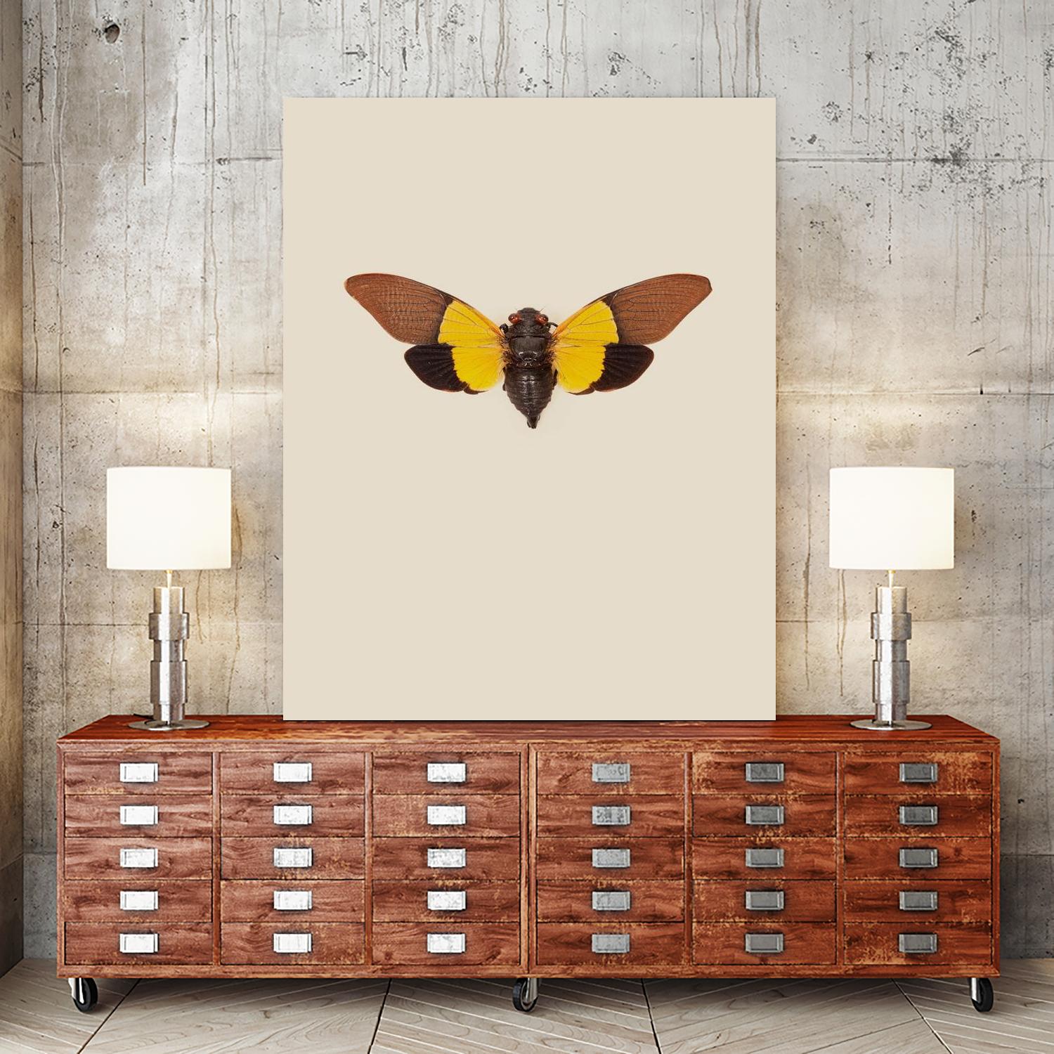 Cicada by Incado on GIANT ART - multicolor animals; floral/still life