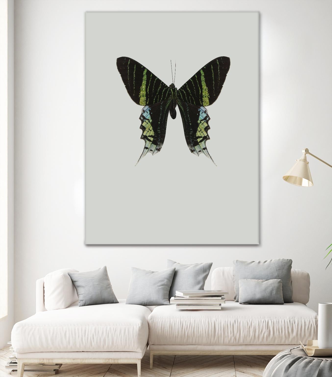 Green butterfly by Incado on GIANT ART - multicolor animals; floral/still life
