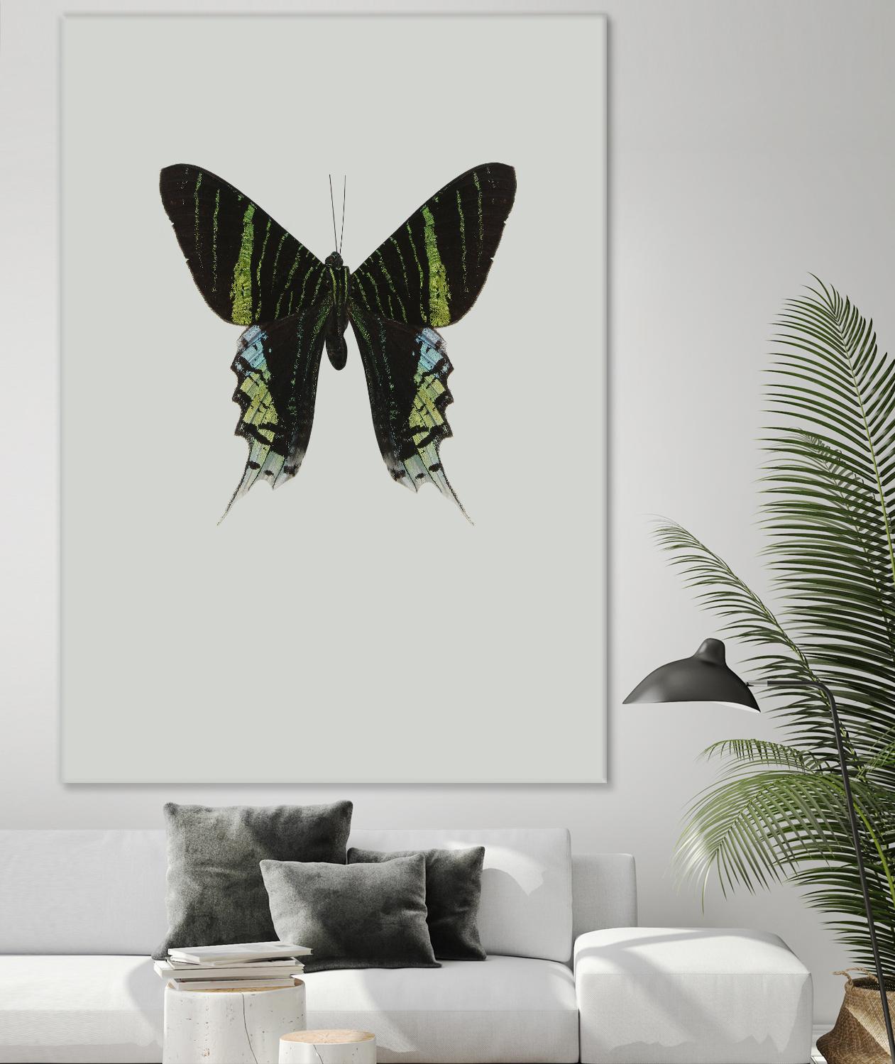 Green butterfly by Incado on GIANT ART - multicolor animals; floral/still life