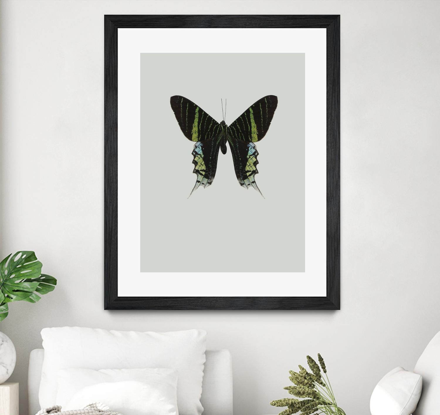 Green butterfly by Incado on GIANT ART - multicolor animals; floral/still life