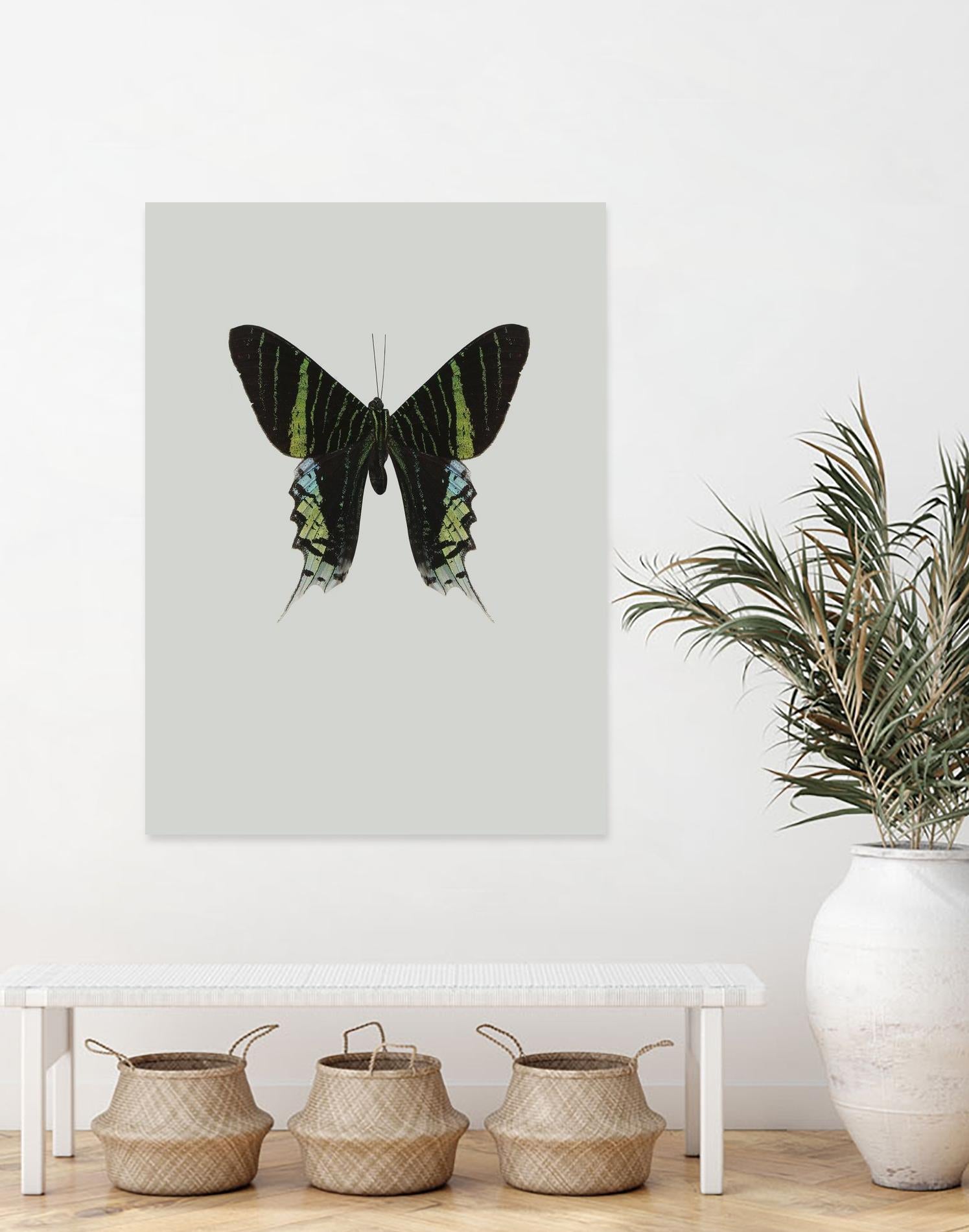 Green butterfly by Incado on GIANT ART - multicolor animals; floral/still life