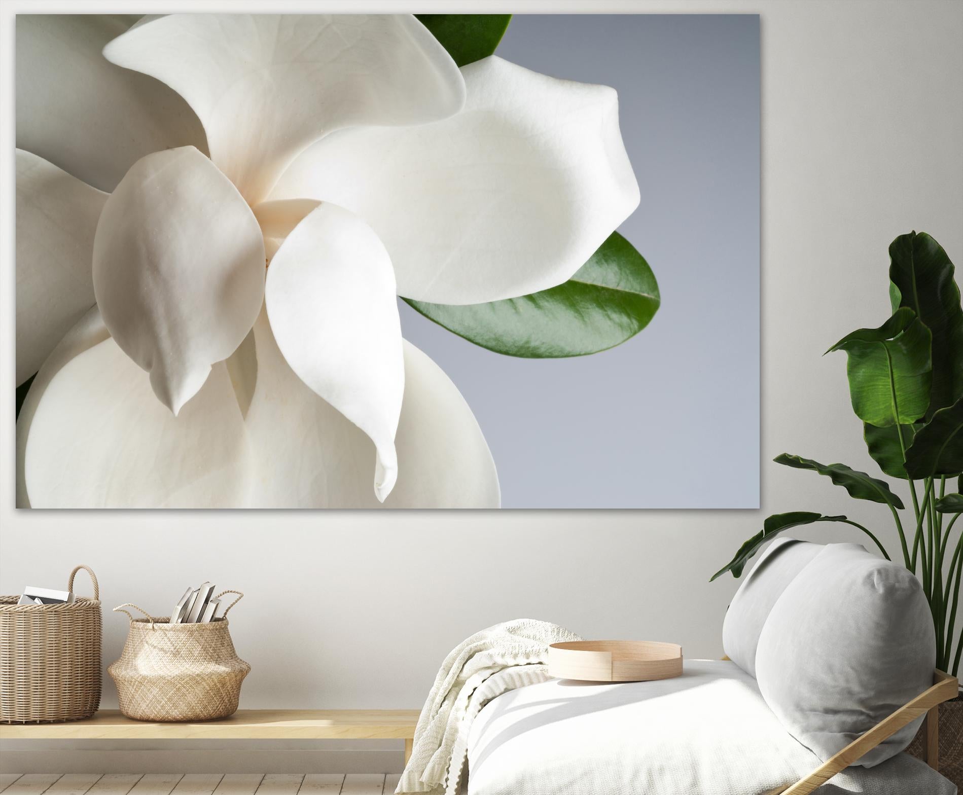 Magnolia by PhotoINC Studio on GIANT ART - multicolor photography; floral/still life