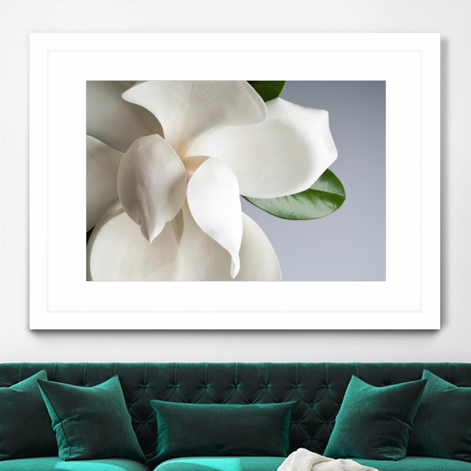 Magnolia by PhotoINC Studio on GIANT ART - multicolor photography; floral/still life