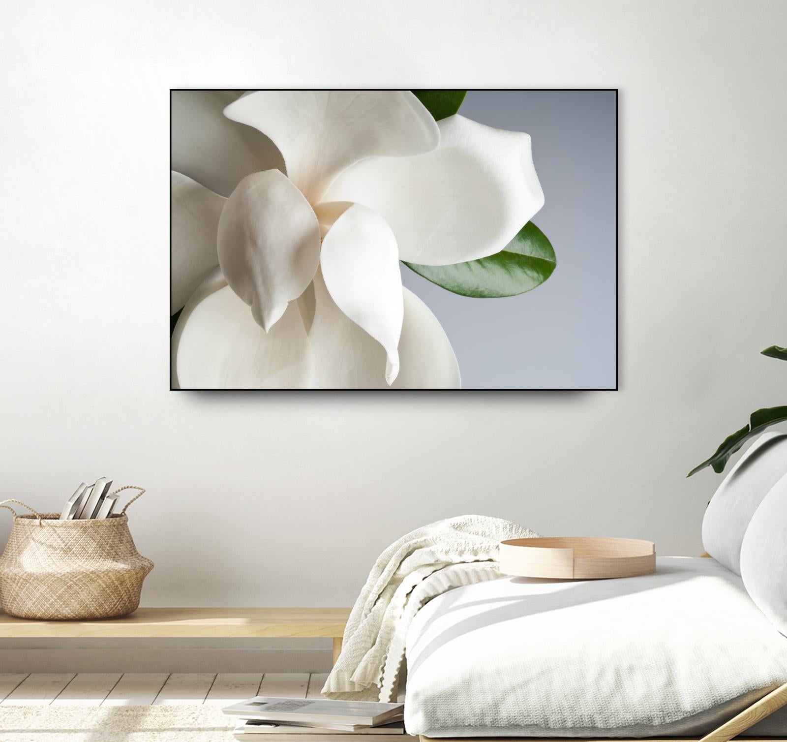 Magnolia by PhotoINC Studio on GIANT ART - multicolor photography; floral/still life