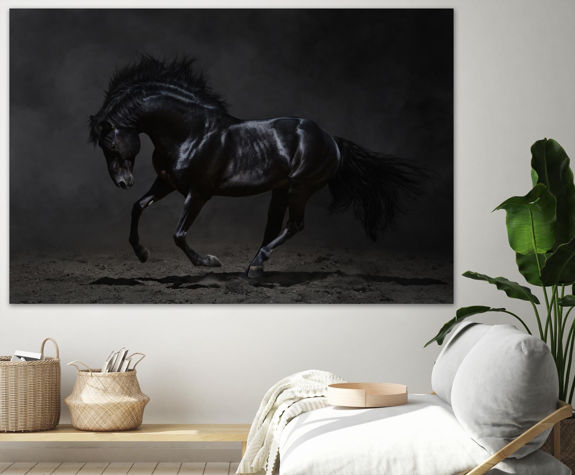 Onyx by PhotoINC Studio on GIANT ART - multicolor photography; animals