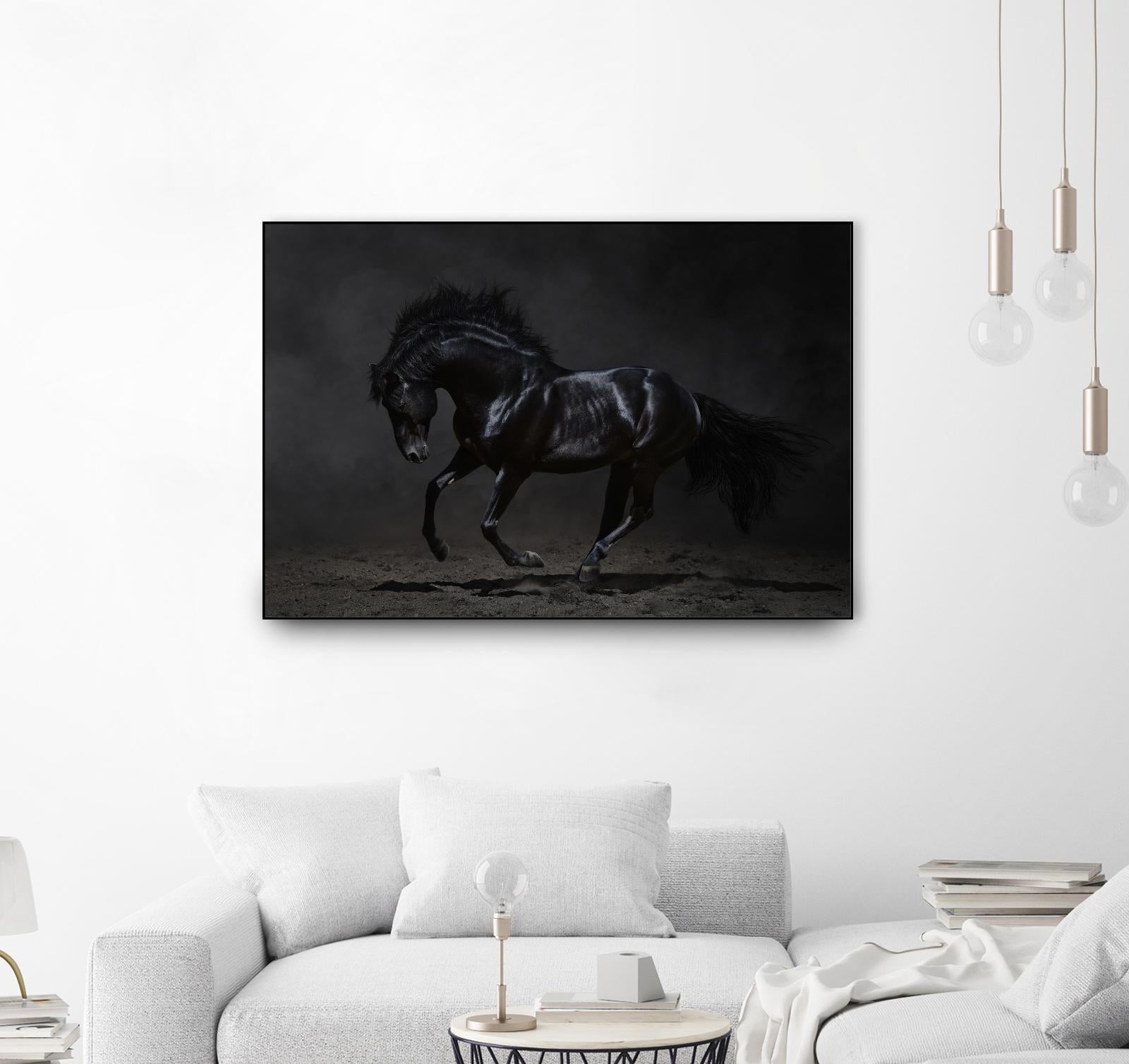 Onyx by PhotoINC Studio on GIANT ART - multicolor photography; animals