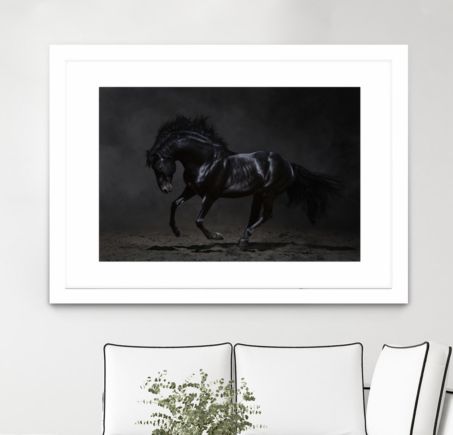 Onyx by PhotoINC Studio on GIANT ART - multicolor photography; animals