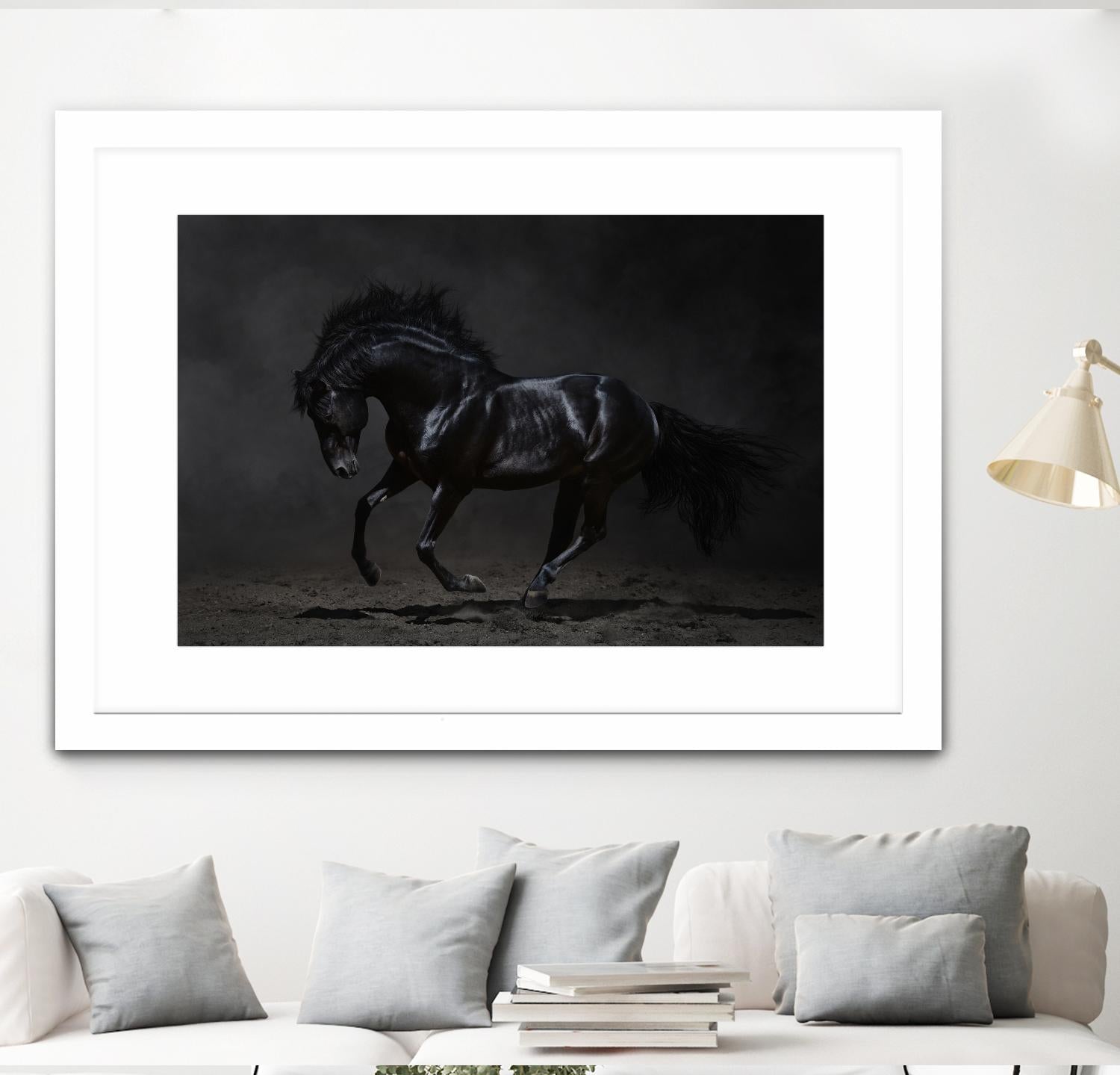 Onyx by PhotoINC Studio on GIANT ART - multicolor photography; animals