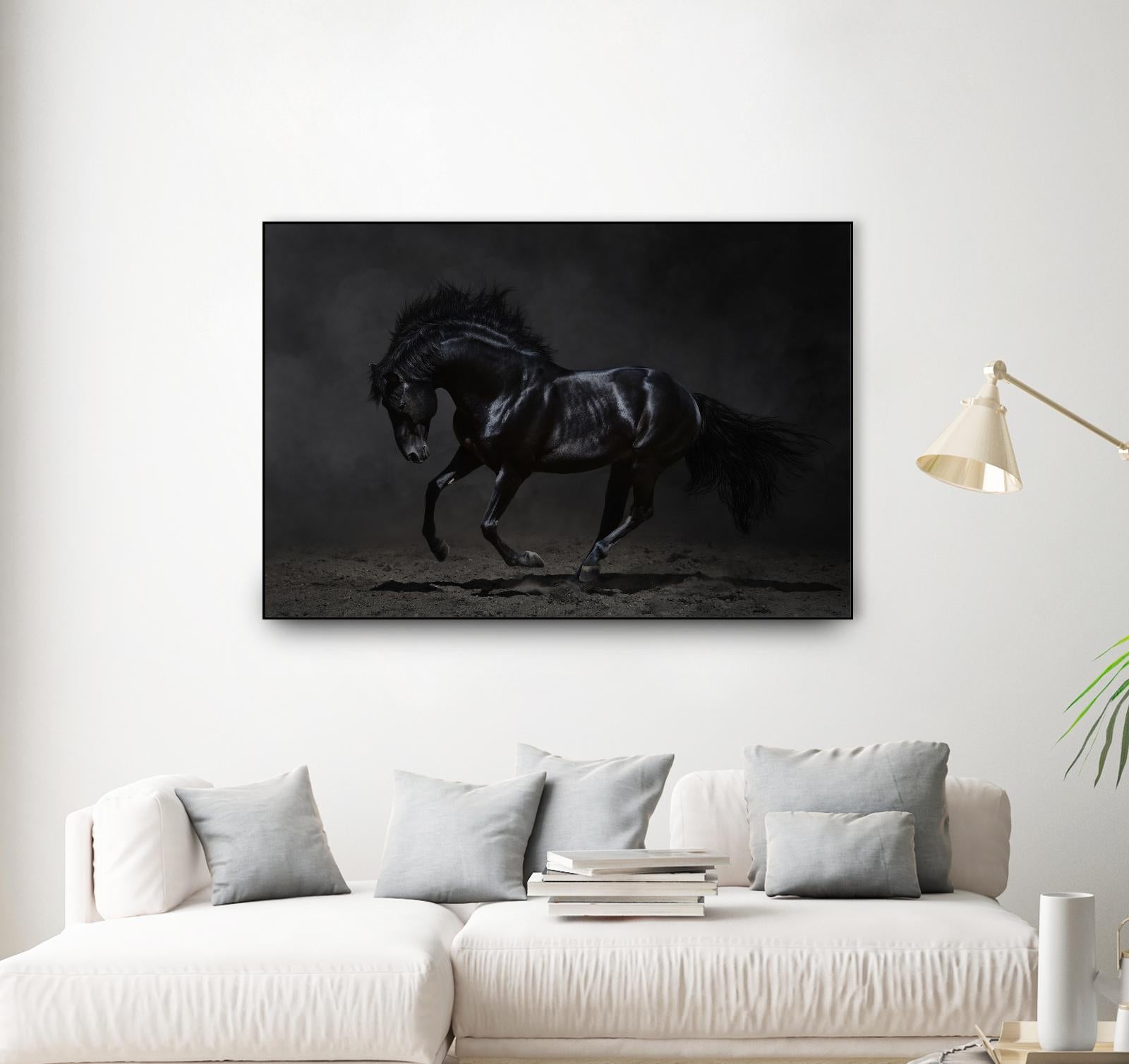 Onyx by PhotoINC Studio on GIANT ART - multicolor photography; animals
