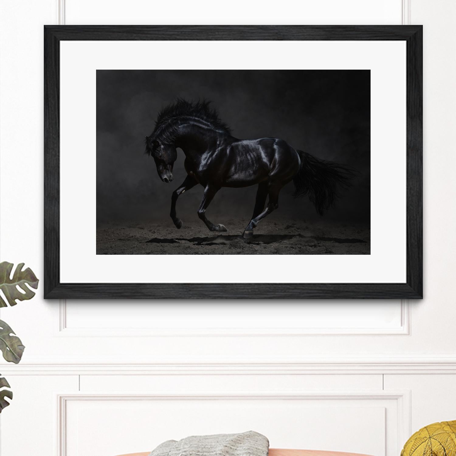 Onyx by PhotoINC Studio on GIANT ART - multicolor photography; animals