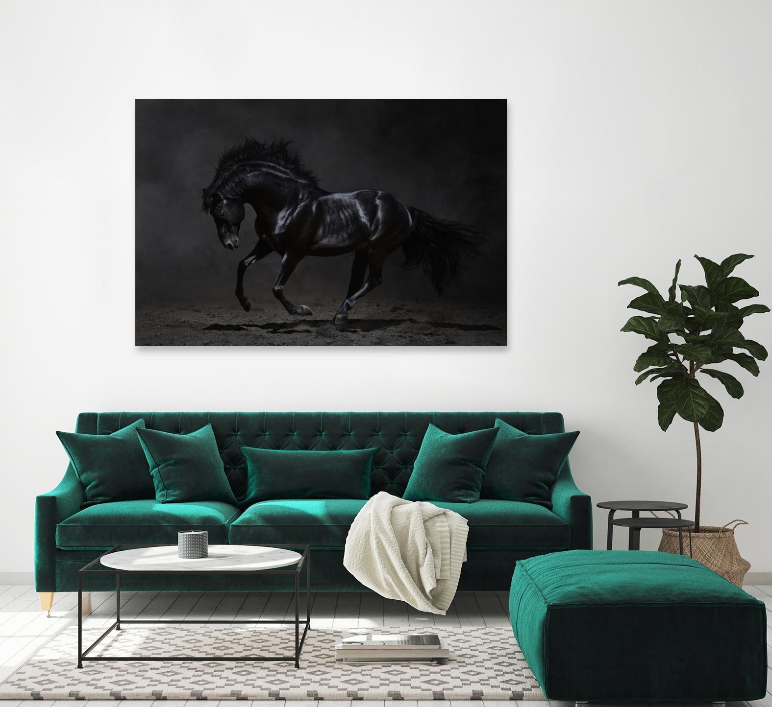 Onyx by PhotoINC Studio on GIANT ART - multicolor photography; animals