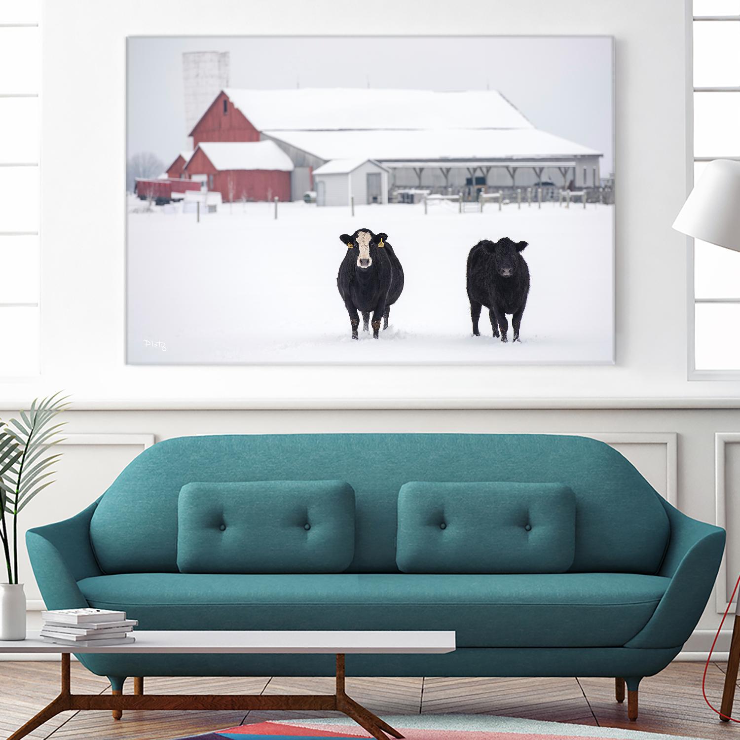 Cookies and Cream by Matthew Platz on GIANT ART - multicolor photography; animals