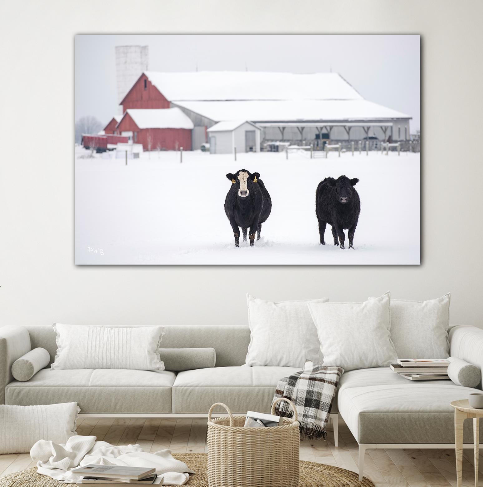 Cookies and Cream by Matthew Platz on GIANT ART - multicolor photography; animals