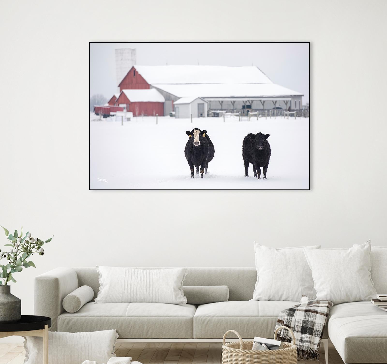 Cookies and Cream by Matthew Platz on GIANT ART - multicolor photography; animals