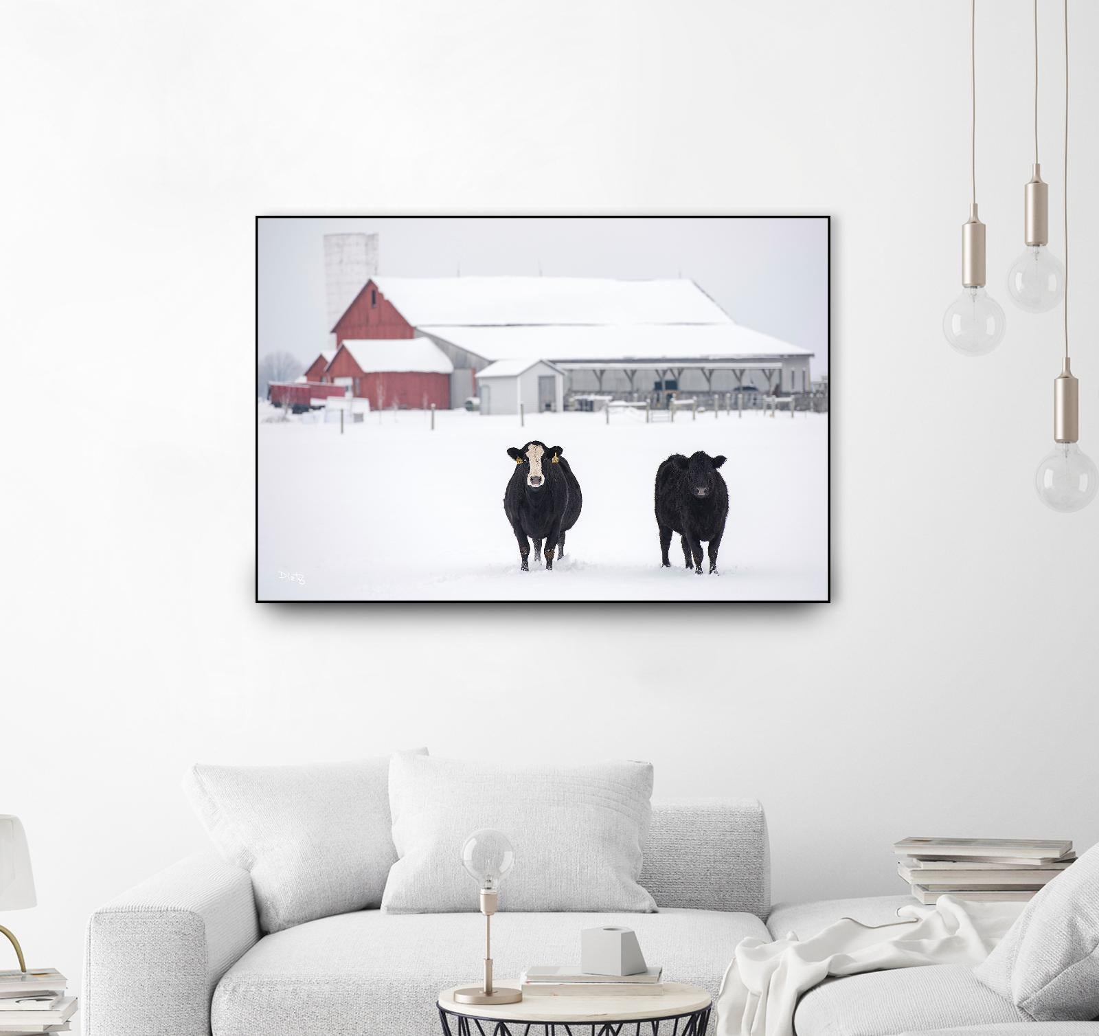 Cookies and Cream by Matthew Platz on GIANT ART - multicolor photography; animals