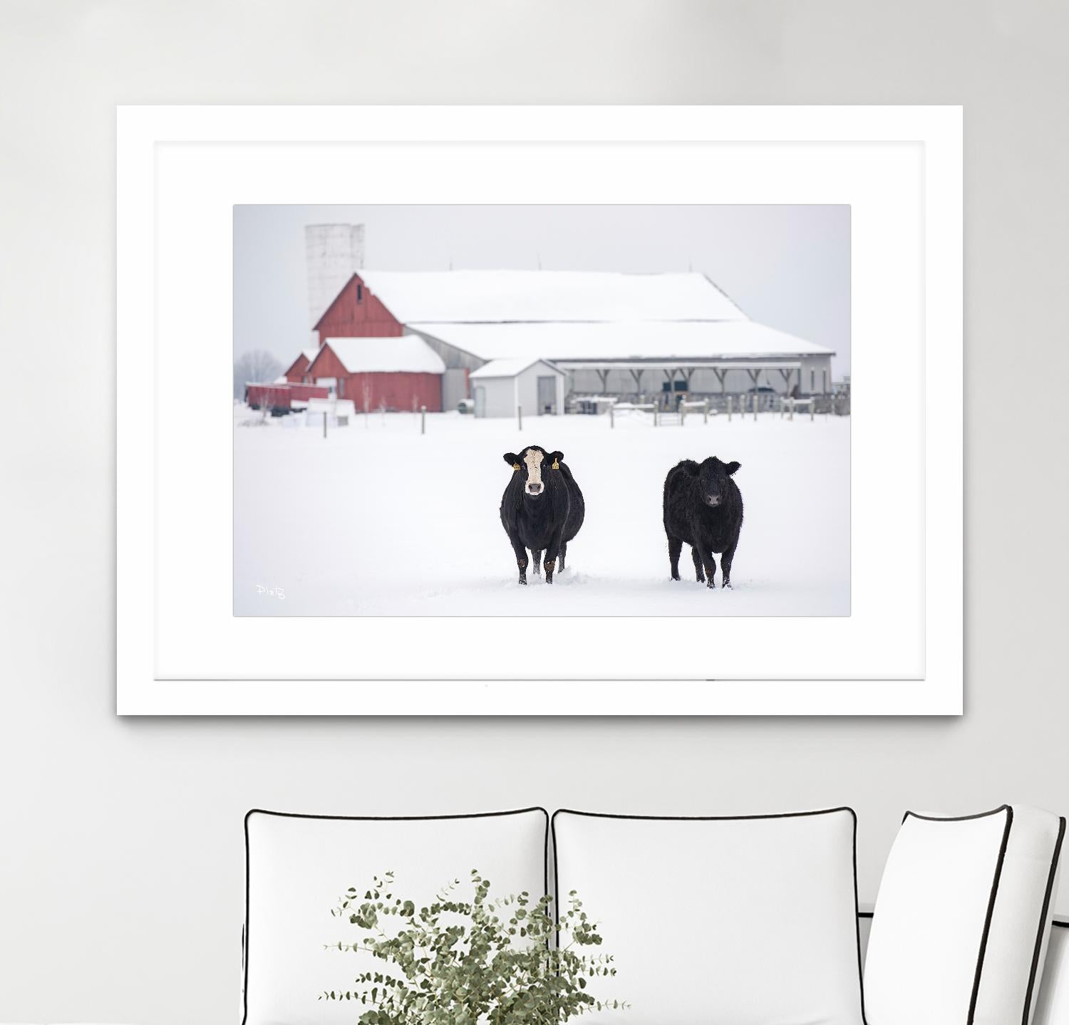 Cookies and Cream by Matthew Platz on GIANT ART - multicolor photography; animals