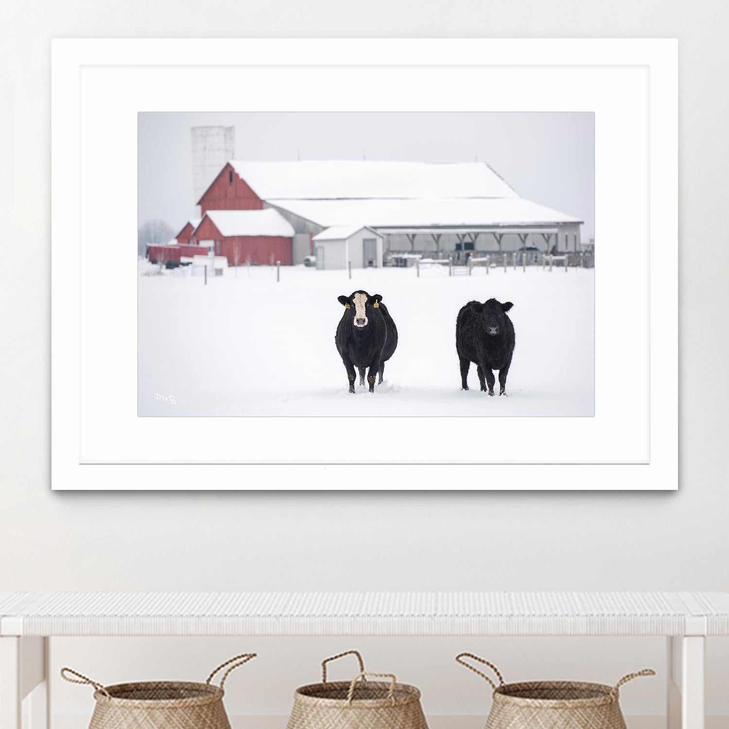 Cookies and Cream by Matthew Platz on GIANT ART - multicolor photography; animals