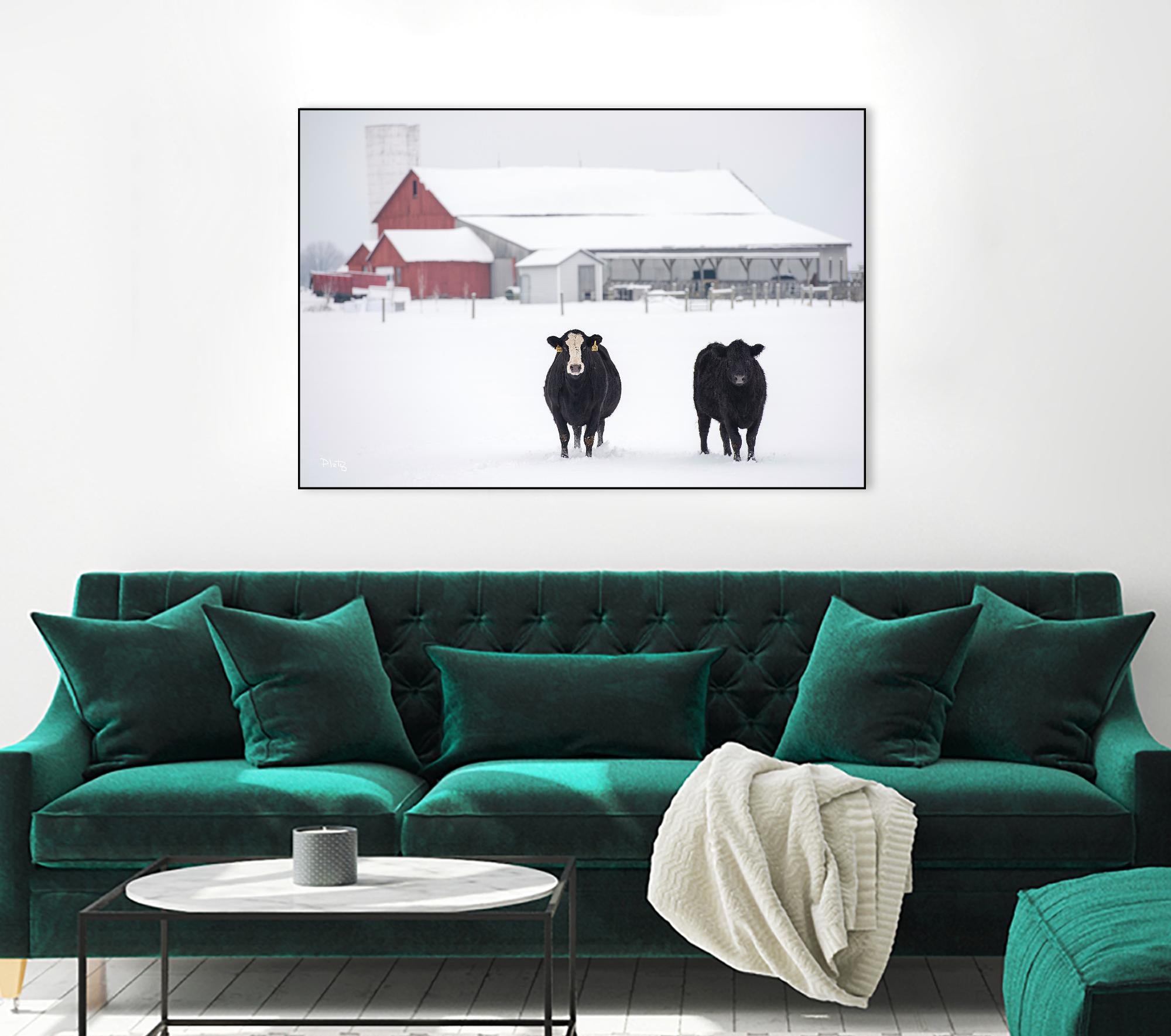 Cookies and Cream by Matthew Platz on GIANT ART - multicolor photography; animals