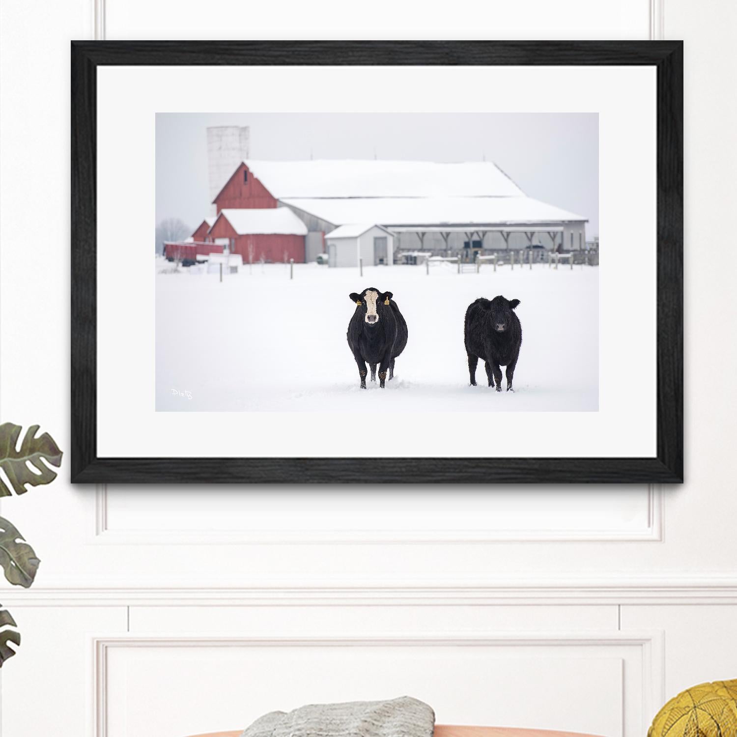 Cookies and Cream by Matthew Platz on GIANT ART - multicolor photography; animals