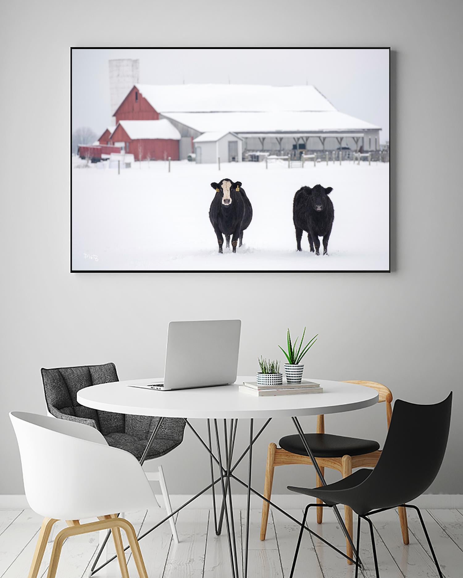 Cookies and Cream by Matthew Platz on GIANT ART - multicolor photography; animals