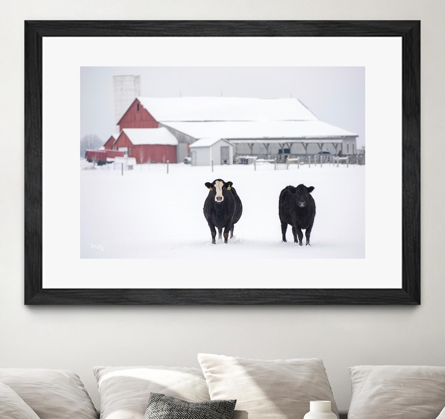 Cookies and Cream by Matthew Platz on GIANT ART - multicolor photography; animals