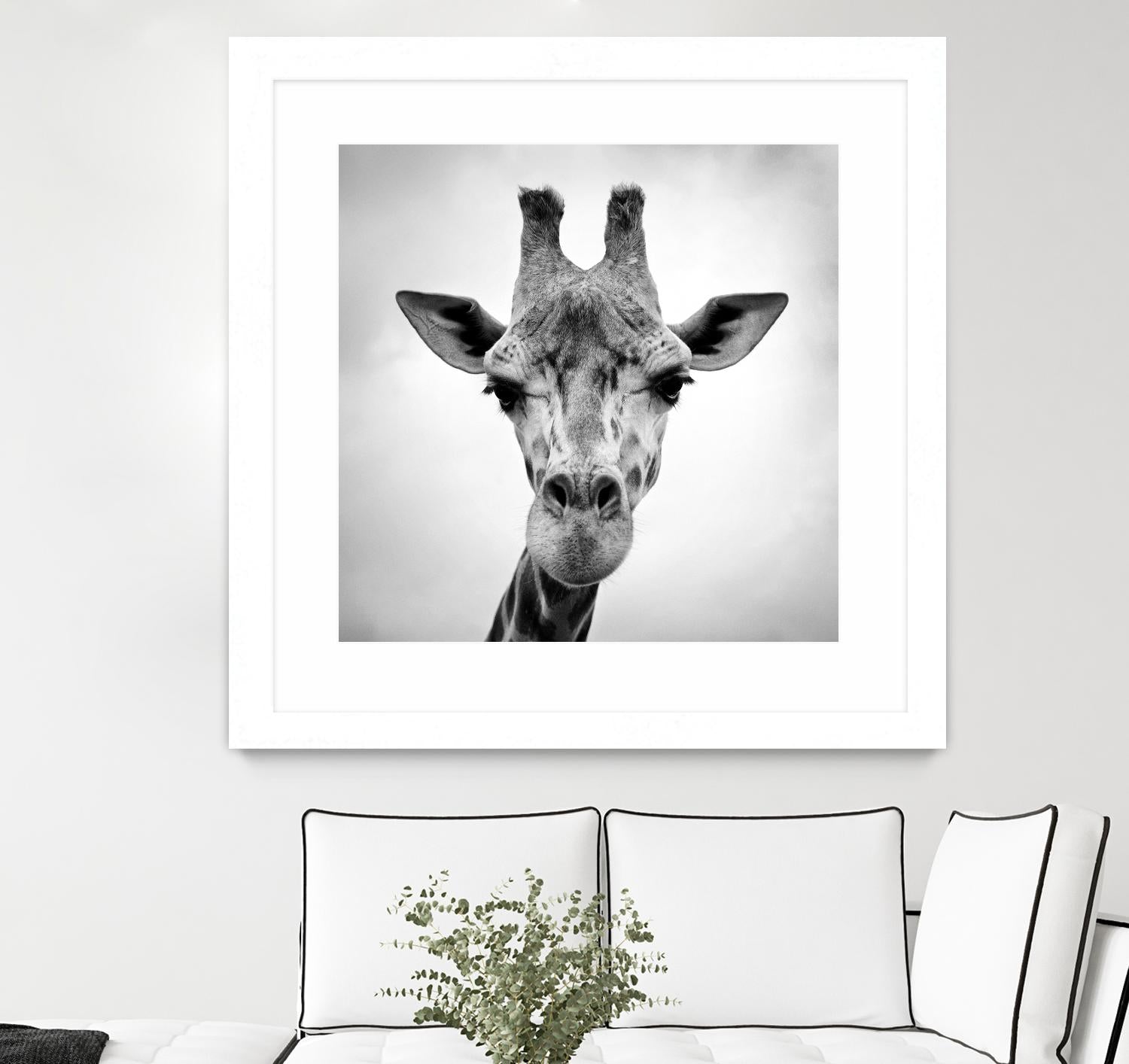 Giraffe by PhotoINC Studio on GIANT ART - white animals