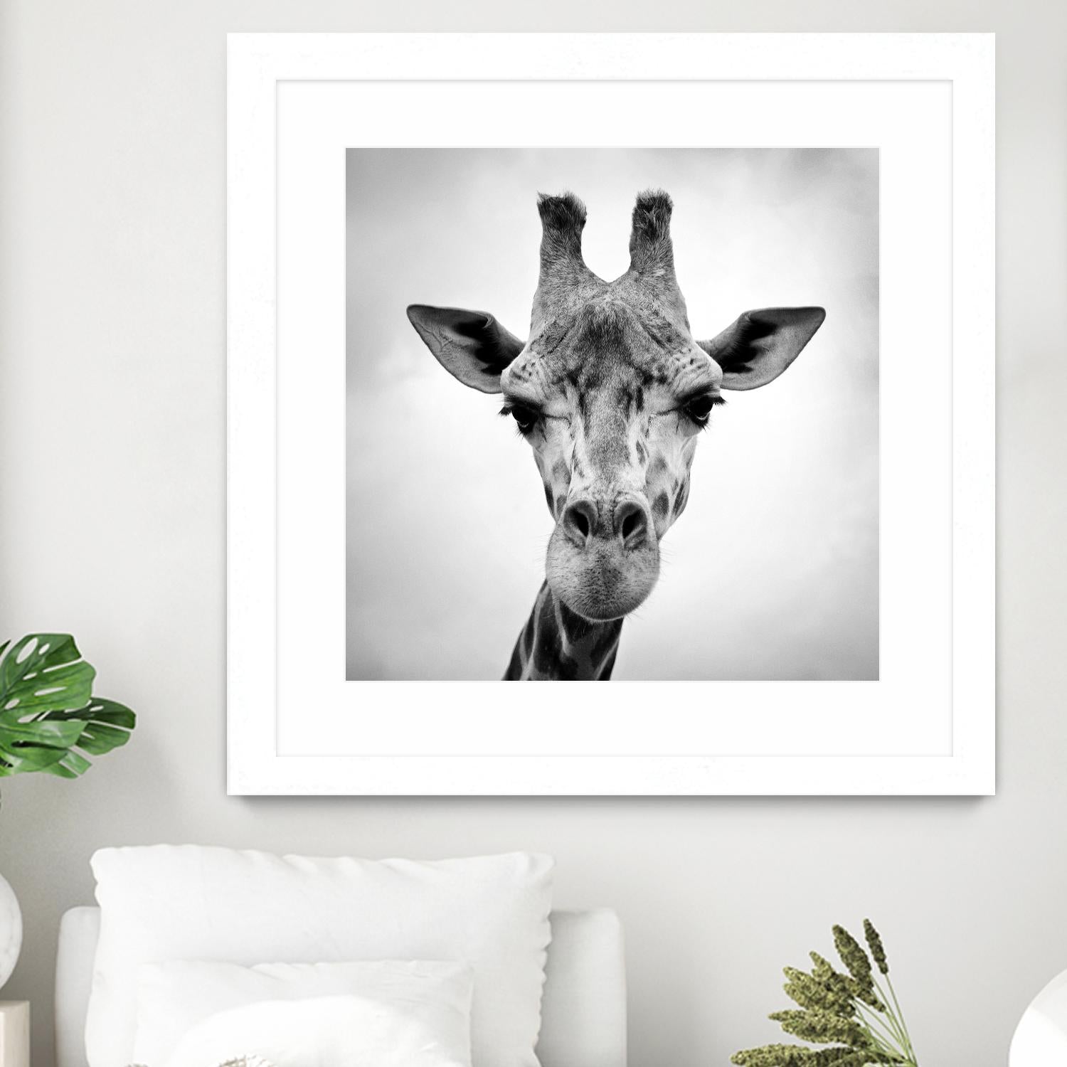 Giraffe by PhotoINC Studio on GIANT ART - white animals