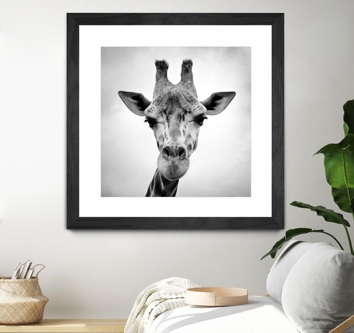 Giraffe by PhotoINC Studio on GIANT ART - white animals